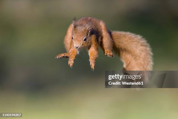 red squirrel, sciurus vulgaris, jumping - squirrel jumping stock pictures, royalty-free photos & images