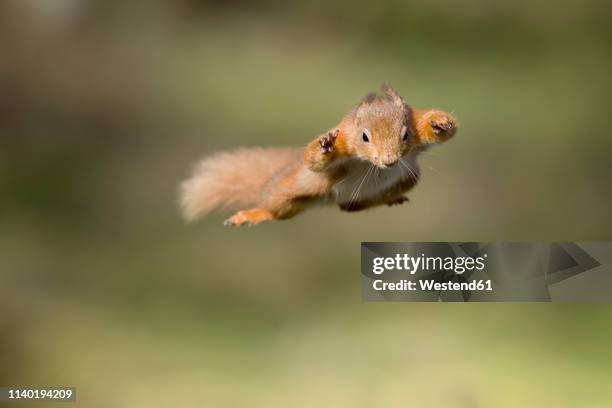 red squirrel, sciurus vulgaris, jumping - squirrel stock pictures, royalty-free photos & images