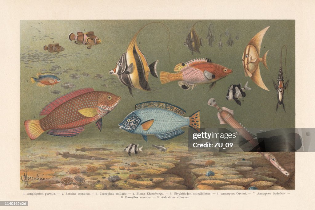 Coral reef fish, chromolithograph, published in 1898