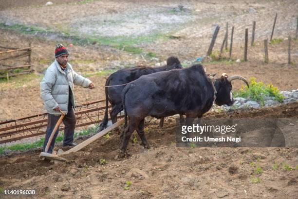 landbouwer ploegen veld - asian ox stockfoto's en -beelden