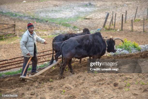 farmer ploughing field - wild cattle stock pictures, royalty-free photos & images