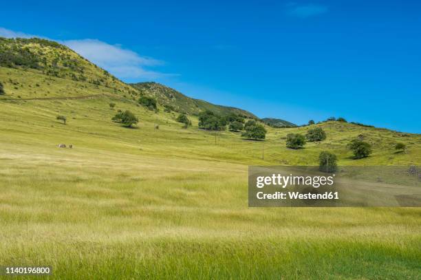 caribbean, antilles, sint maarten, grasland, oversea france - meadow photos et images de collection