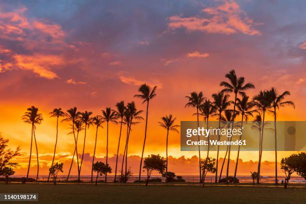 usa, hawaii, kauai, pacific ocean, kapa'a beach park, palms at sunrise - kapaa beach park stock-fotos und bilder