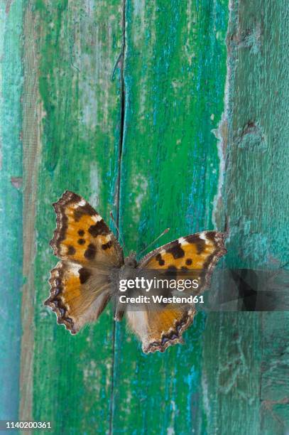 butterfly on flaking green wood - magic doors stock-fotos und bilder