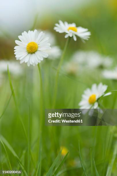 daisies blooming in meadow - ヒナギク ストックフォトと画像