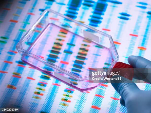 genetic engineering, scientist viewing cells in a culture jar with a dna profiles on a screen in the background illustrating gene editing - dna sequencing gel stock pictures, royalty-free photos & images