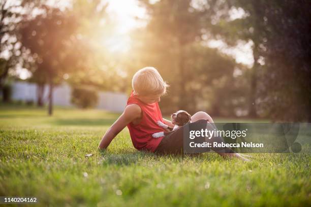 side view of boy sitting on grass, boston terrier puppy on lap, looking down - tcs stock pictures, royalty-free photos & images