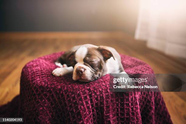 boston terrier puppy lying on purple blanket, eyes closed, sleeping - dog eyes closed stock pictures, royalty-free photos & images