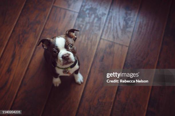 high angle view of boston terrier puppy sitting on wooden floor looking up at camera - boston terrier stock-fotos und bilder