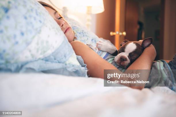 girl lying in bed holding boston terrier puppy eyes closed sleeping - dog eyes closed stock pictures, royalty-free photos & images