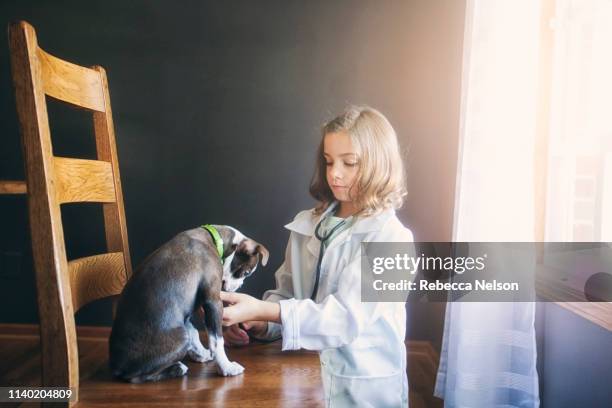 girl dressed up as doctor kneeling tending to boston terrier puppy sitting on chair - terrier boston stock pictures, royalty-free photos & images