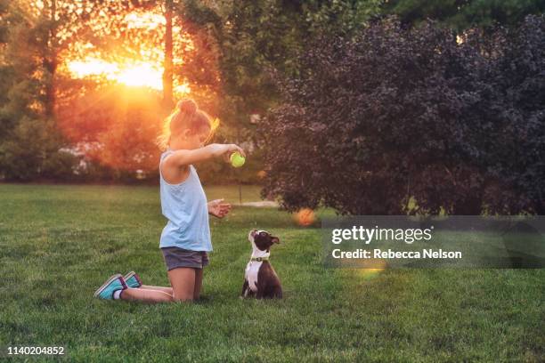 side view of girl kneeling on grass using tennis ball to teach boston terrier puppy - dog and ball photos et images de collection