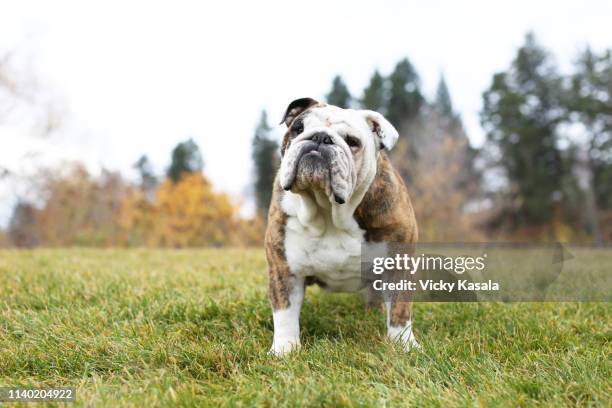 portrait of bulldog standing on park grass - bulldog stockfoto's en -beelden