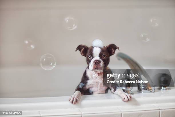 boston terrier puppy in bath with soap suds on head, looking at camera - boston terrier photos et images de collection