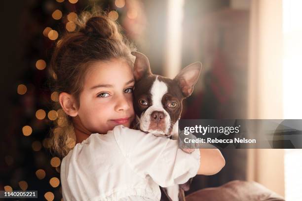 portrait of girl and boston terrier in front of christmas tree - before christmas stock-fotos und bilder