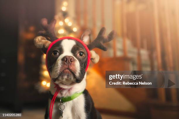 boston terrier wearing festive antlers looking at camera - gehörn stock-fotos und bilder