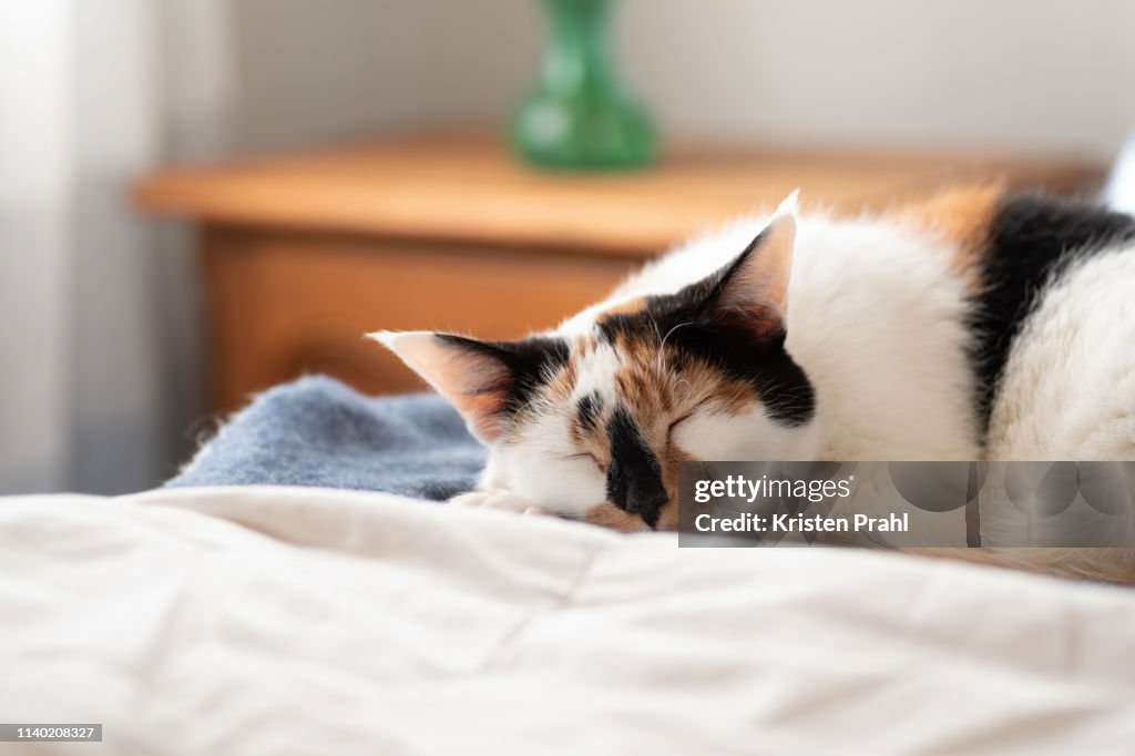 Closeup of cat sleeping on the bed in warm sunlight