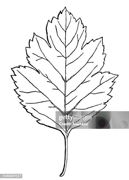 hawthorn leaf illustration - mayflower stock illustrations