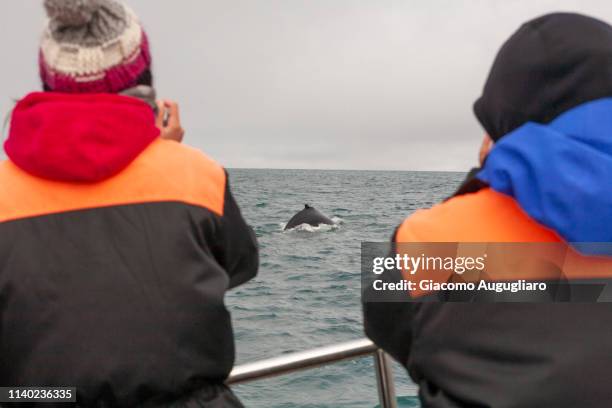 two photographers shooting a humpback whale during a whalewatching trip, husavik, north iceland - whale watching fotografías e imágenes de stock