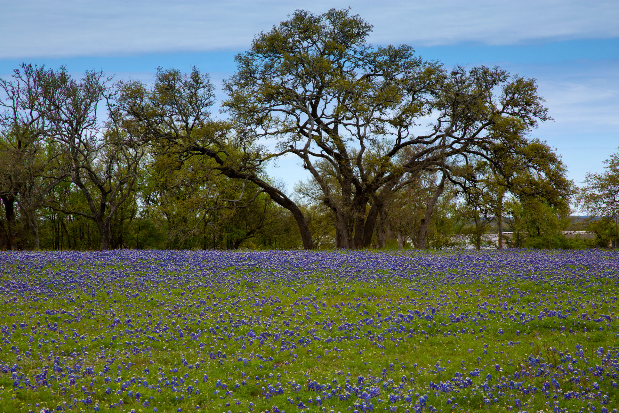 spring sports texas