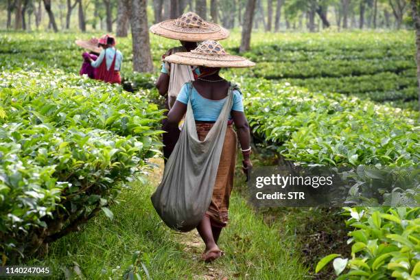 Indian labourers walk as they plucked tea leaves at a plantation in Ghandigram on the outskirts of Agartala on April 30 on the eve of International...