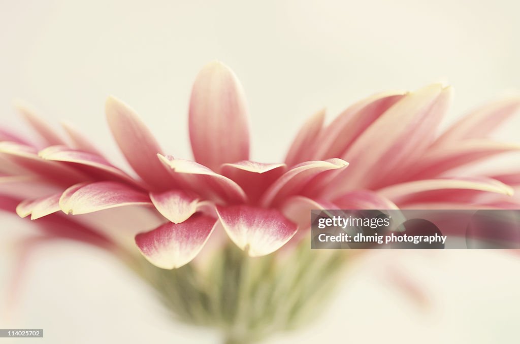 Pink splashing petals