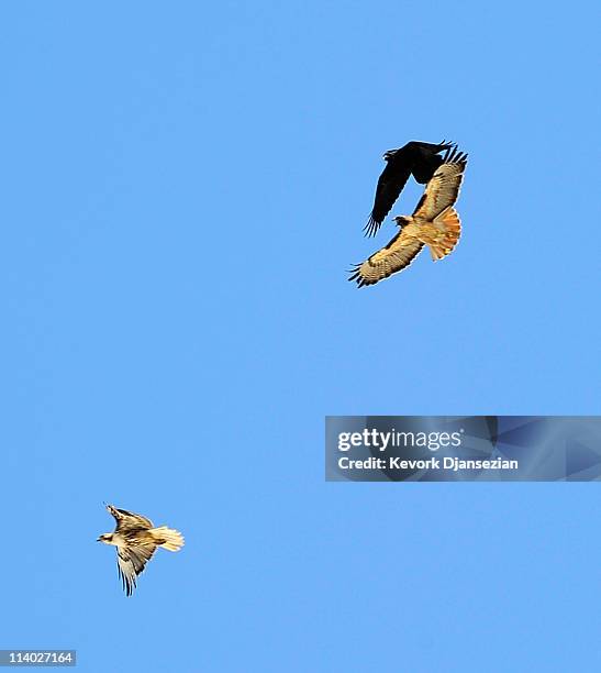 14 Long Tailed Crow Stock Photos High Res Pictures and Images Getty 14 Long Tailed Crow Stock Photos High Res Pictures and Images Getty