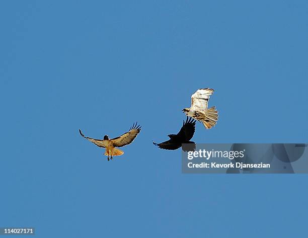 Long Tailed Crow Photos and Premium High Res Pictures Getty Images Long Tailed Crow Photos and Premium High Res Pictures Getty Images