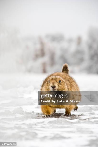 prairie dog in winter - prairie dog snow stock pictures, royalty-free photos & images