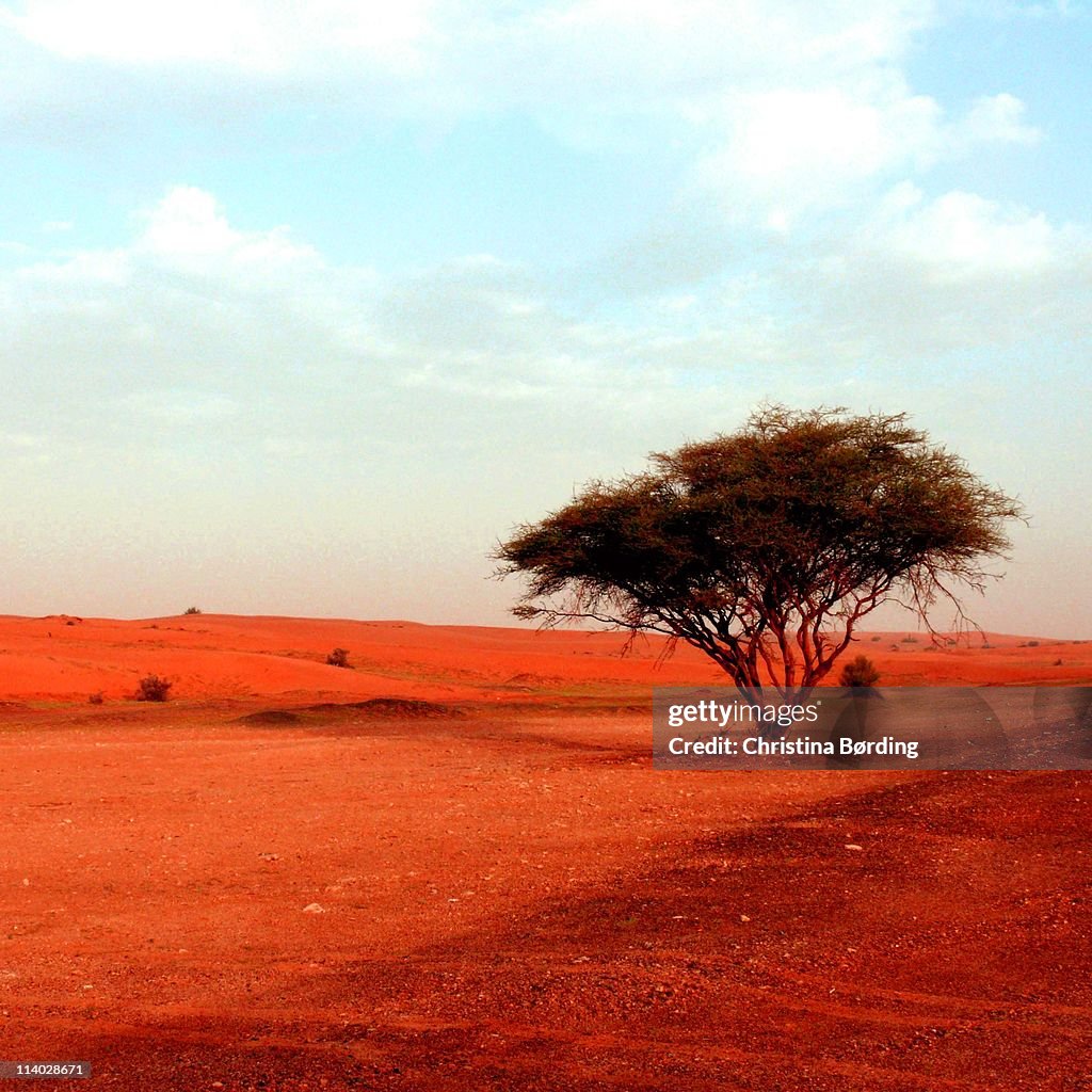 Lonely tree