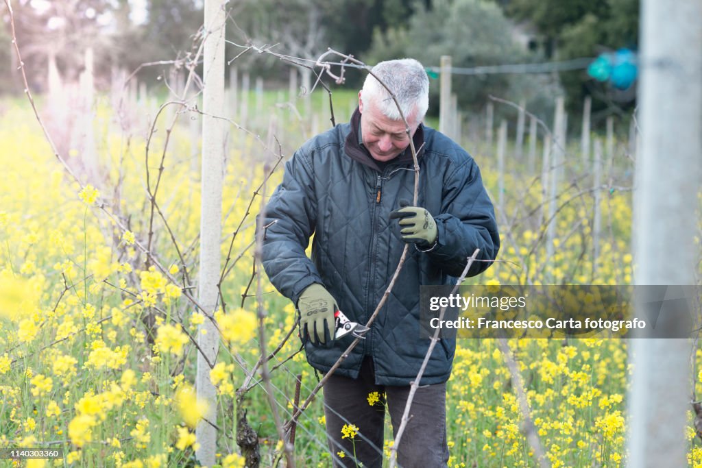 Pruning vines