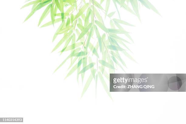 竹の葉っぱ、竹、新鮮な緑、夏、春 - 夏 stock-fotos und bilder