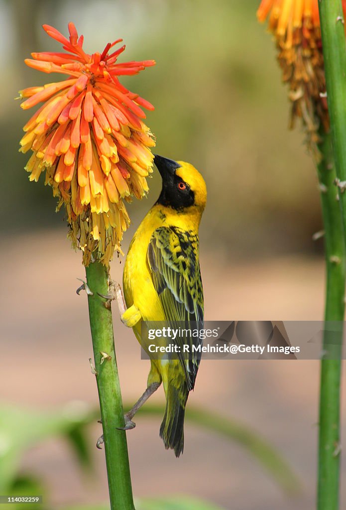 Masked Weaver Bird