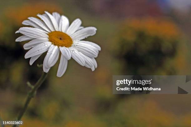 focus on daisy white flower - made widhana stock pictures, royalty-free photos & images