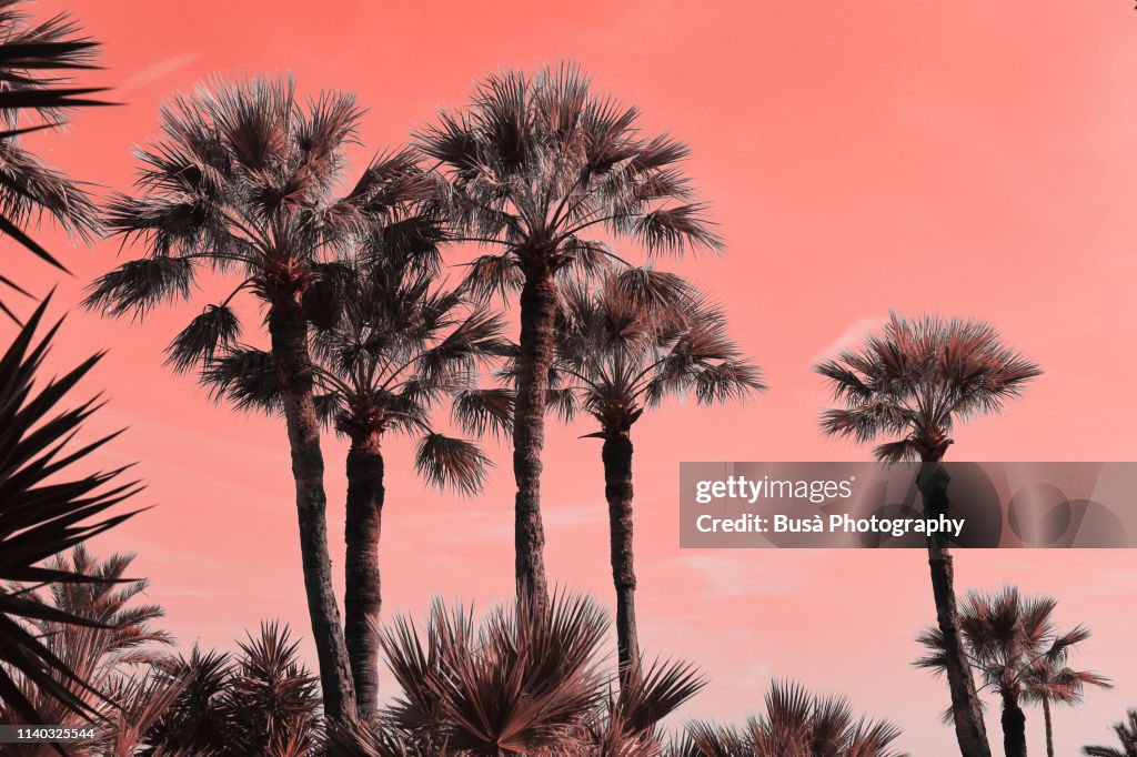Palm trees in Montecarlo (image manipulated with Pantone living coral color of the year 2019)
