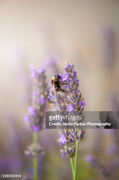 close-up image of a honey bee collecting pollen from a summer flowering lavender flower also known as lavandula - french lavender stock pictures, royalty-free photos & images
