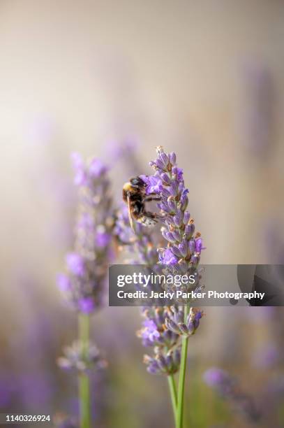 close-up image of a honey bee collecting pollen from a summer flowering lavender flower also known as lavandula - 法國薰衣草 個照片及圖片檔