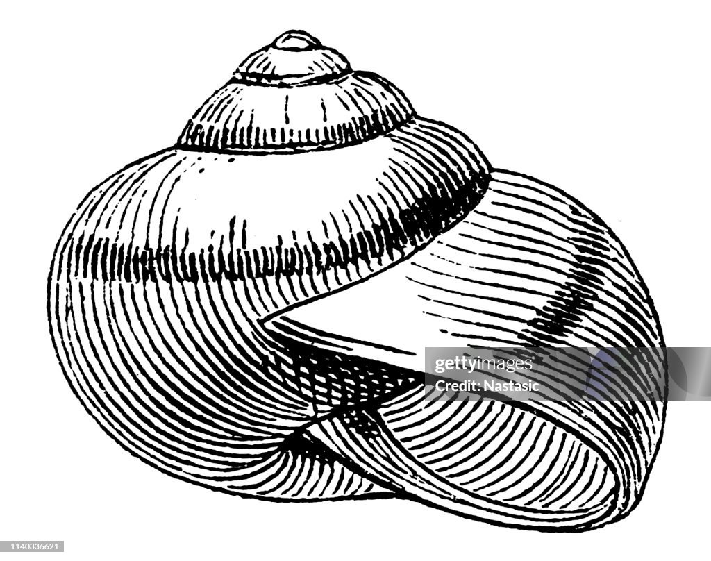 Cepaea hortensis Shell