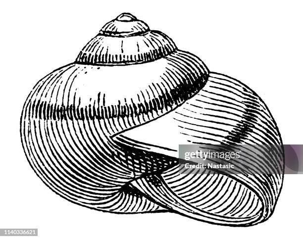 cepaea hortensis shell - white lipped snail stock illustrations