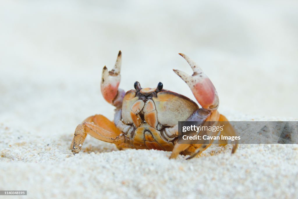 Close-up of a Ghost Crab in the beach