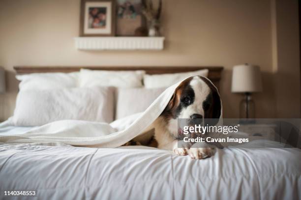 large st. bernard dog lays under blanket on bed chewing toy at home - bernhardiner stock-fotos und bilder
