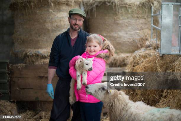 farmer and his daughter during lambing season. - sheep ireland stock pictures, royalty-free photos & images