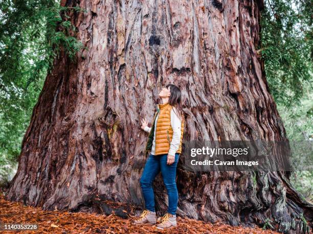 full length of woman standing next to large redwood tree - giant sequoia stock-fotos und bilder