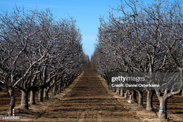 almond tree plantation alley horizontal - almond orchard stock pictures, royalty-free photos & images