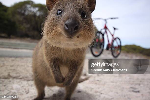rottnest island quokka - australia mammal stock pictures, royalty-free photos & images
