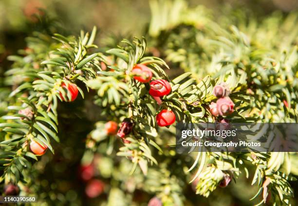 Close up red berries English yew tree, Taxus baccata, Yatesbury, Wiltshire, England, UK.