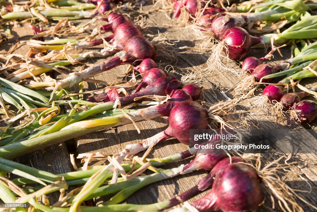 Lines of red onions drying on wooden table, Suffolk, UK