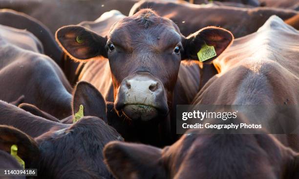 Young red poll cattle crowded together, Sutton, Suffolk, England, Uk.