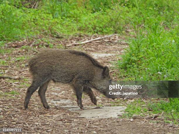 wild pig (sus scrofa) - wildschwein stock-fotos und bilder