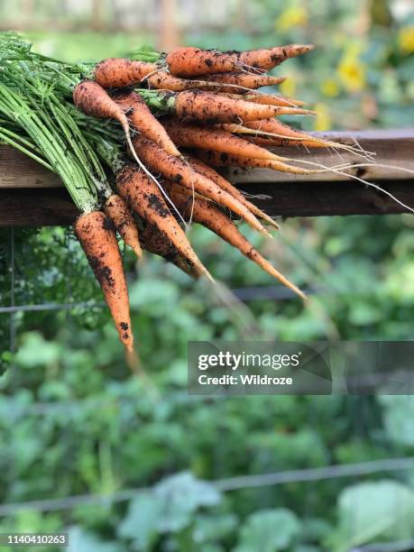 homegrown fresh harvest of orange garden carrots - carrots growing stock pictures, royalty-free photos & images